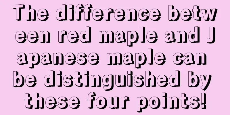 The difference between red maple and Japanese maple can be distinguished by these four points!