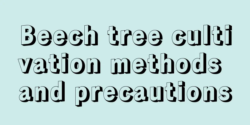 Beech tree cultivation methods and precautions