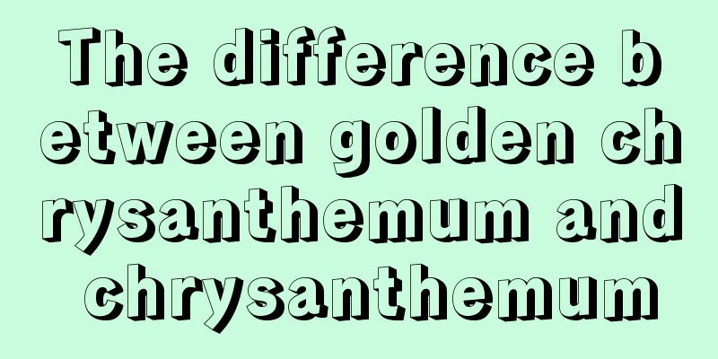 The difference between golden chrysanthemum and chrysanthemum