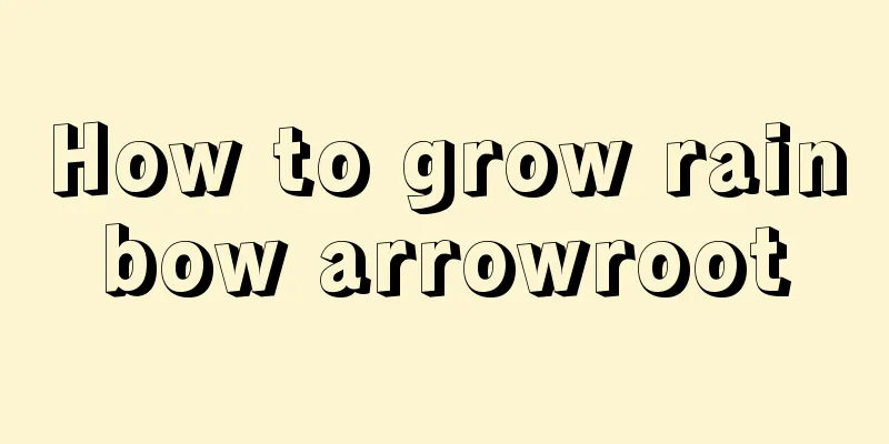 How to grow rainbow arrowroot