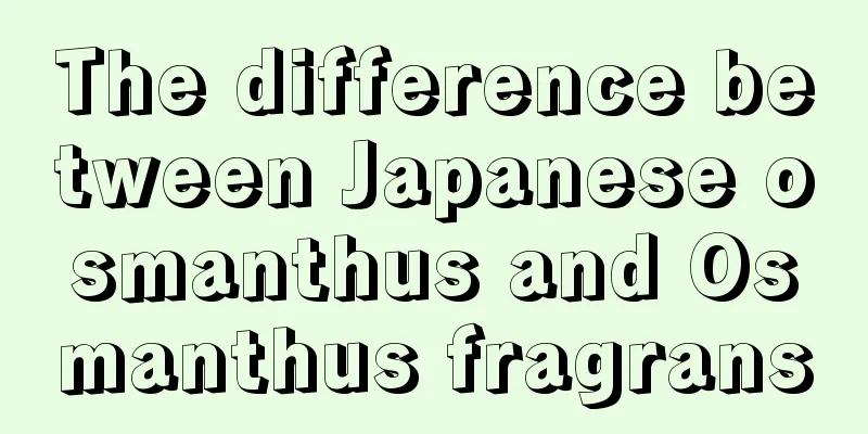 The difference between Japanese osmanthus and Osmanthus fragrans