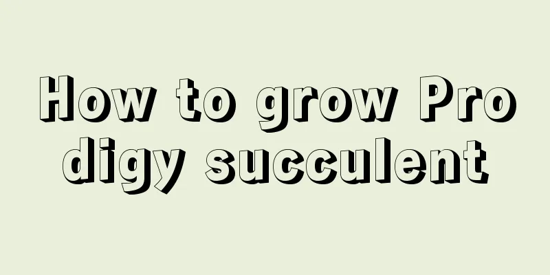 How to grow Prodigy succulent