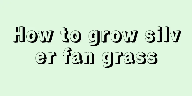 How to grow silver fan grass