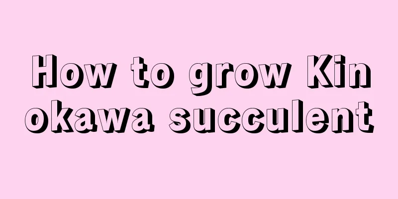 How to grow Kinokawa succulent