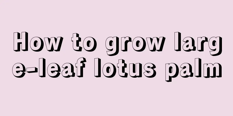 How to grow large-leaf lotus palm