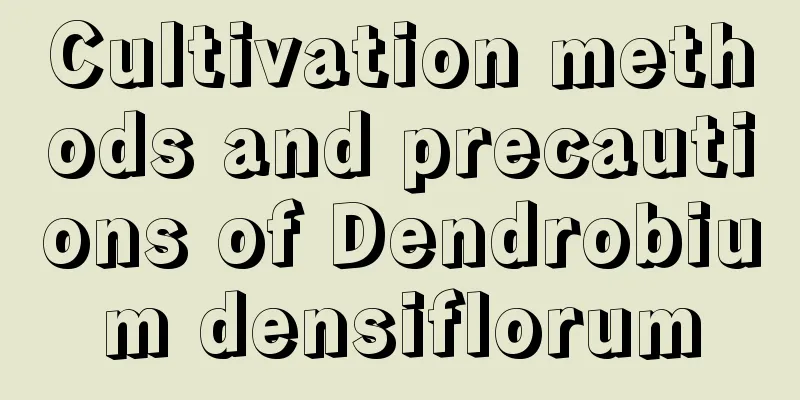 Cultivation methods and precautions of Dendrobium densiflorum