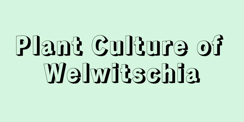 Plant Culture of Welwitschia