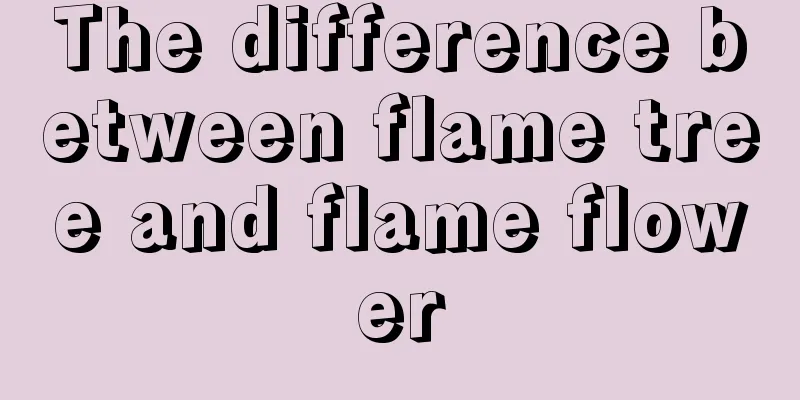 The difference between flame tree and flame flower