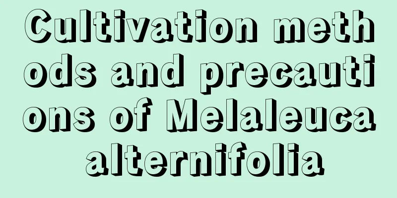 Cultivation methods and precautions of Melaleuca alternifolia