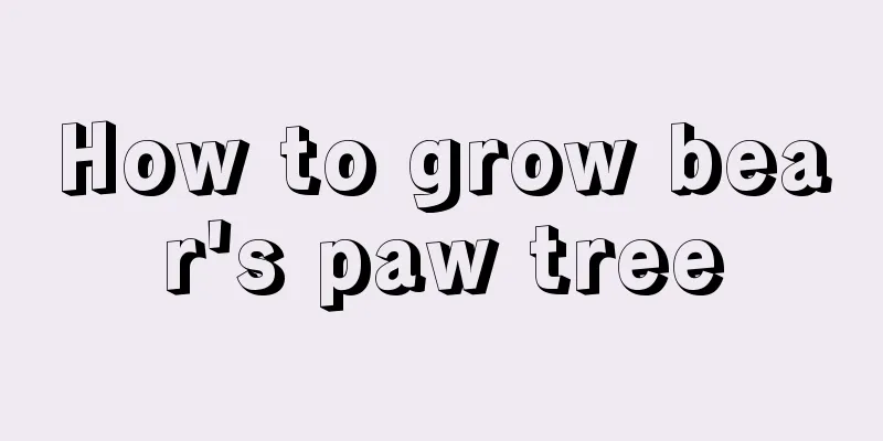 How to grow bear's paw tree