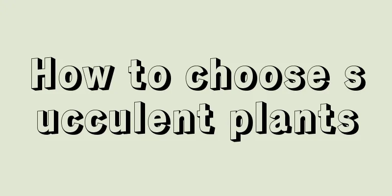 How to choose succulent plants