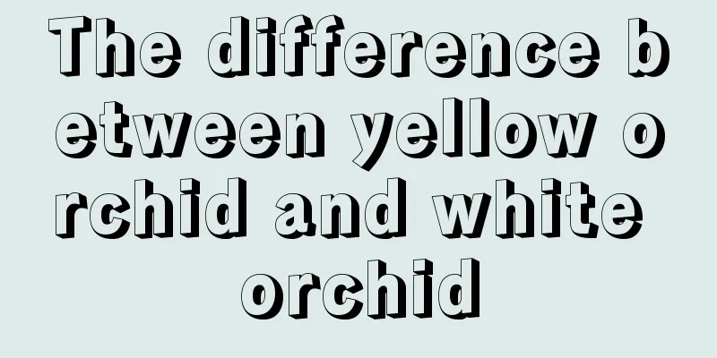 The difference between yellow orchid and white orchid