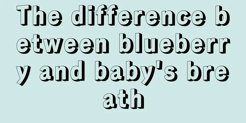 The difference between blueberry and baby's breath