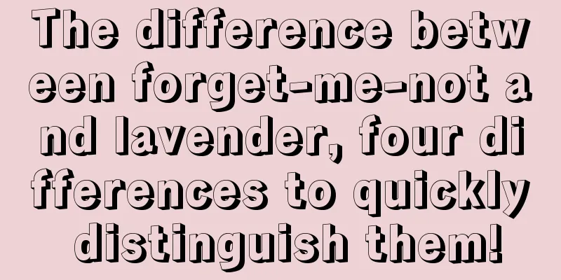 The difference between forget-me-not and lavender, four differences to quickly distinguish them!