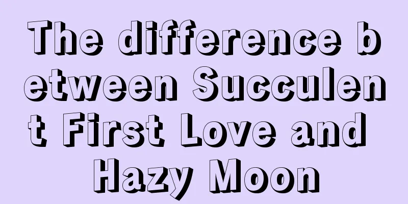 The difference between Succulent First Love and Hazy Moon