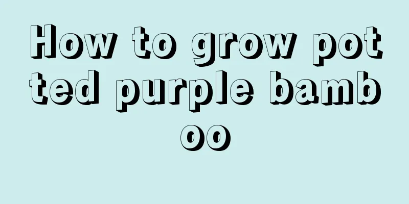 How to grow potted purple bamboo