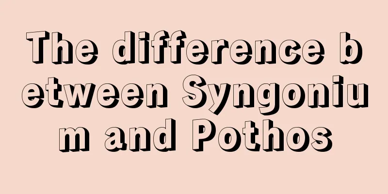 The difference between Syngonium and Pothos