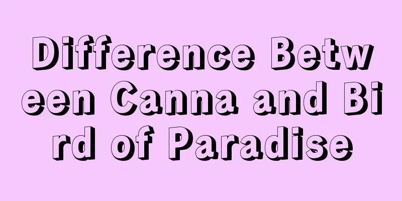 Difference Between Canna and Bird of Paradise