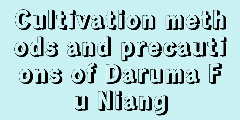 Cultivation methods and precautions of Daruma Fu Niang