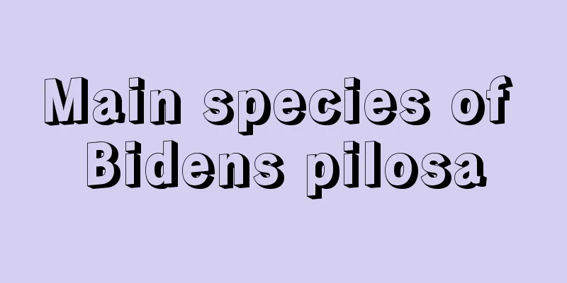 Main species of Bidens pilosa