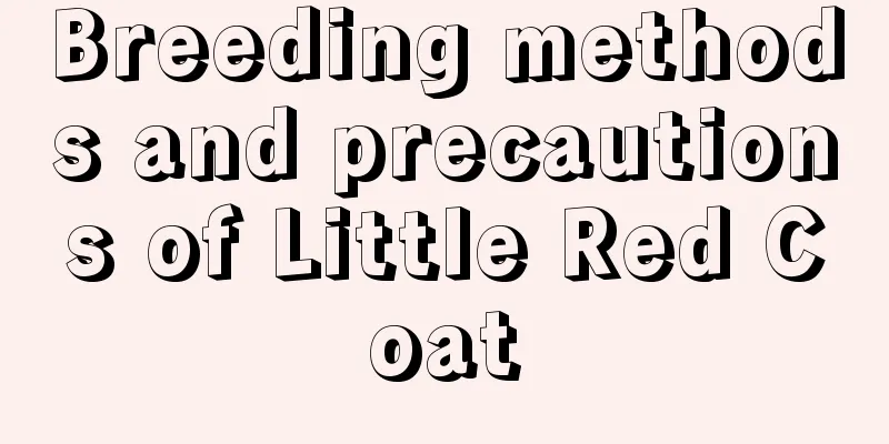 Breeding methods and precautions of Little Red Coat