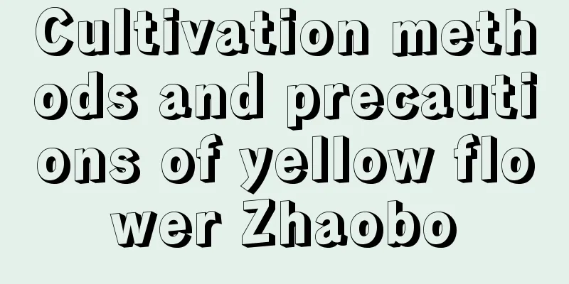 Cultivation methods and precautions of yellow flower Zhaobo