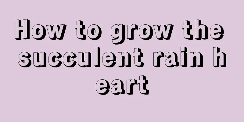 How to grow the succulent rain heart