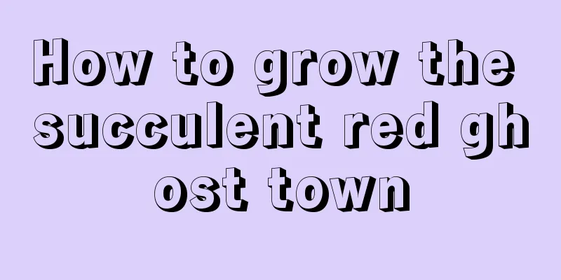 How to grow the succulent red ghost town