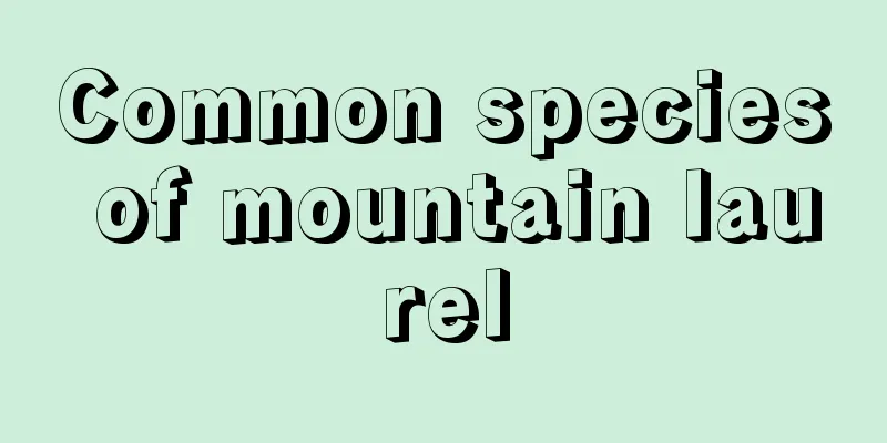 Common species of mountain laurel