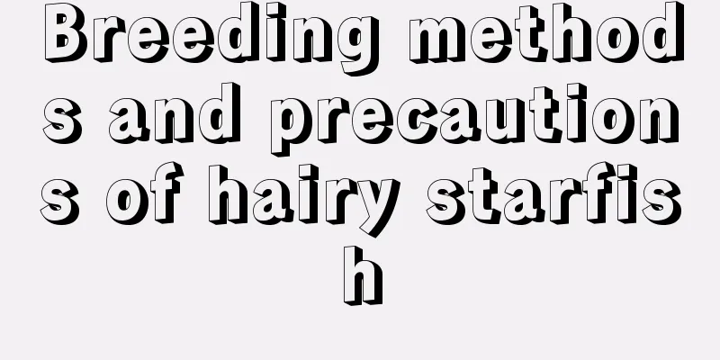 Breeding methods and precautions of hairy starfish