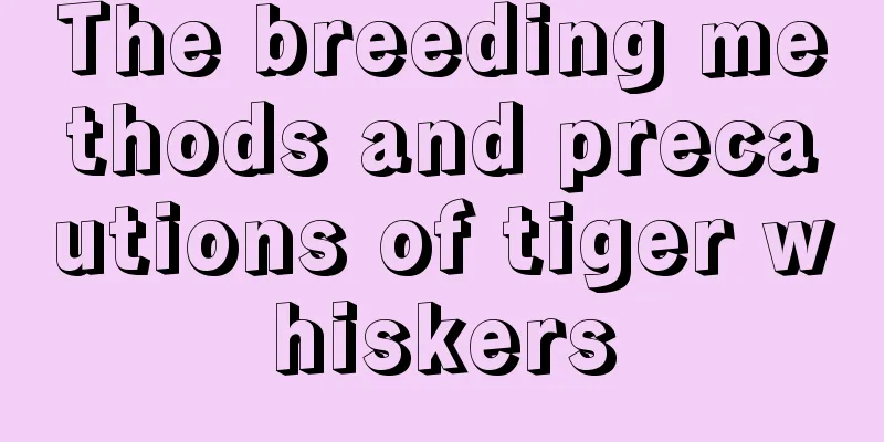 The breeding methods and precautions of tiger whiskers