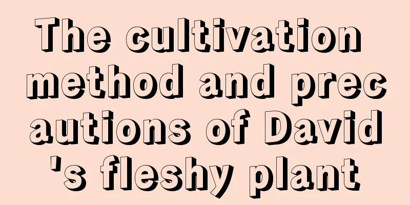 The cultivation method and precautions of David's fleshy plant