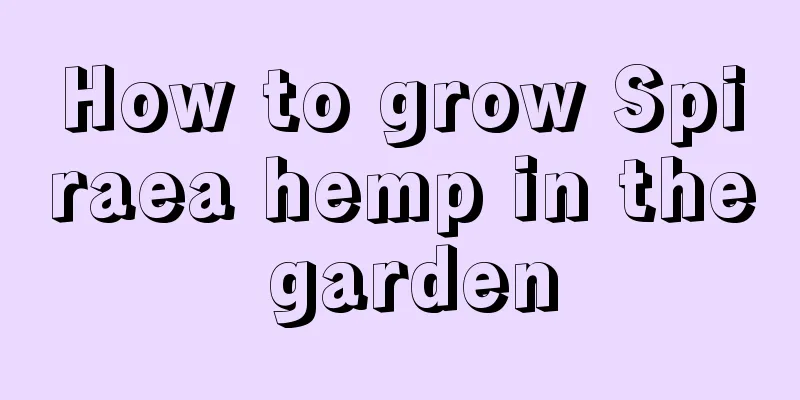 How to grow Spiraea hemp in the garden