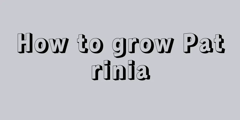 How to grow Patrinia