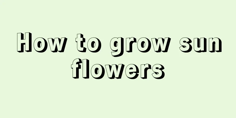 How to grow sunflowers