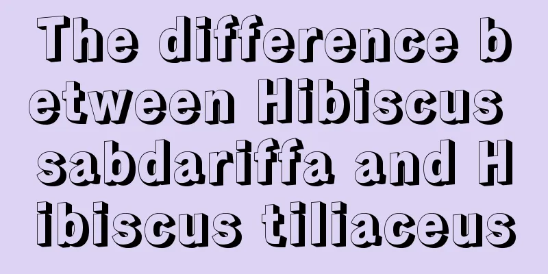 The difference between Hibiscus sabdariffa and Hibiscus tiliaceus