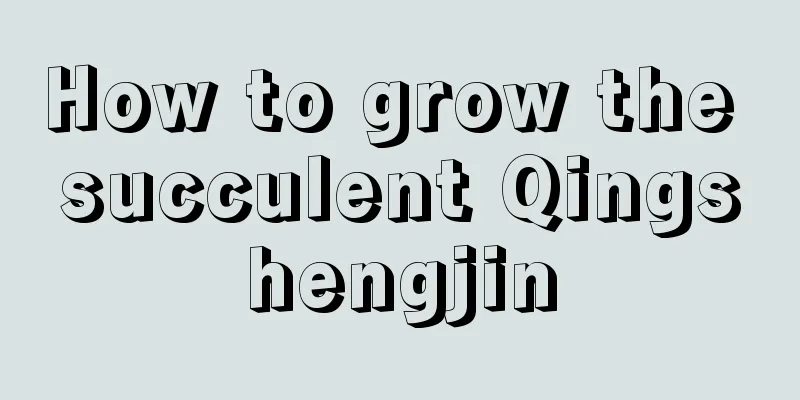 How to grow the succulent Qingshengjin