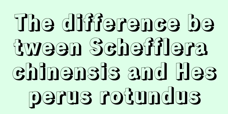 The difference between Schefflera chinensis and Hesperus rotundus