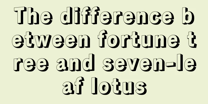 The difference between fortune tree and seven-leaf lotus