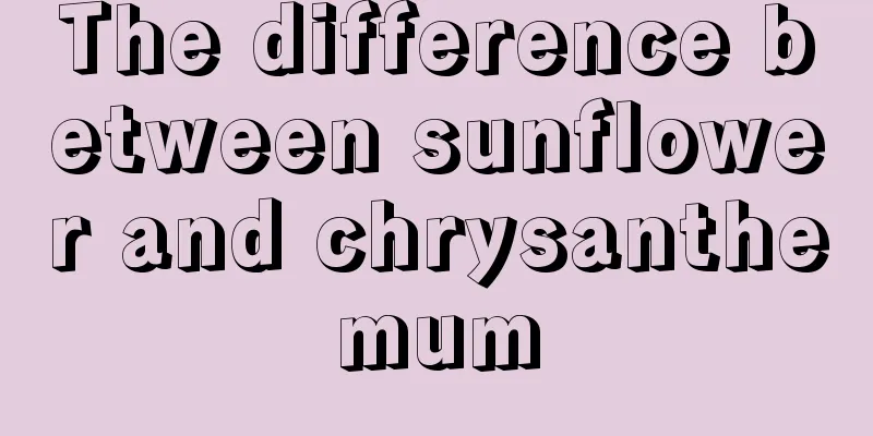 The difference between sunflower and chrysanthemum