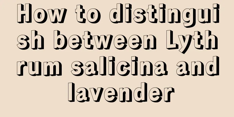 How to distinguish between Lythrum salicina and lavender