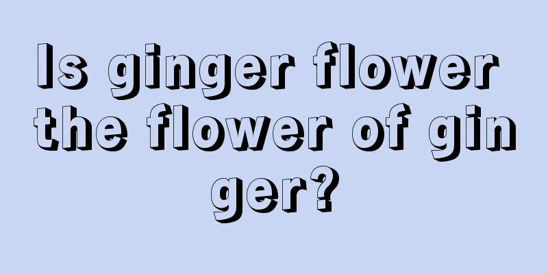 Is ginger flower the flower of ginger?