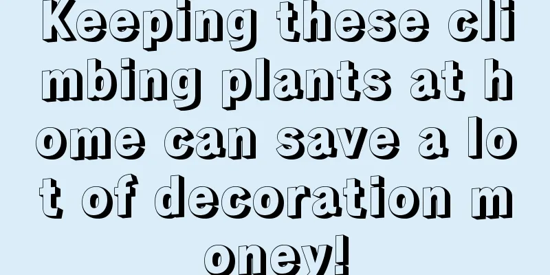 Keeping these climbing plants at home can save a lot of decoration money!