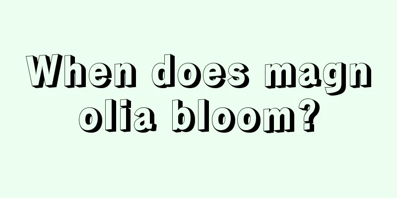 When does magnolia bloom?