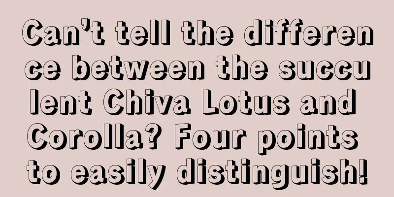 Can’t tell the difference between the succulent Chiva Lotus and Corolla? Four points to easily distinguish!