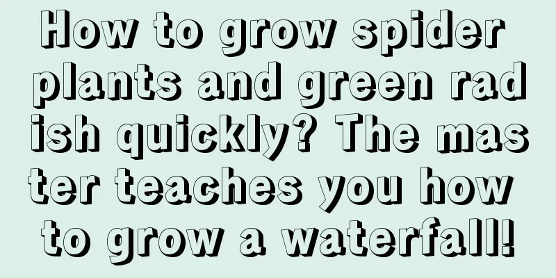 How to grow spider plants and green radish quickly? The master teaches you how to grow a waterfall!