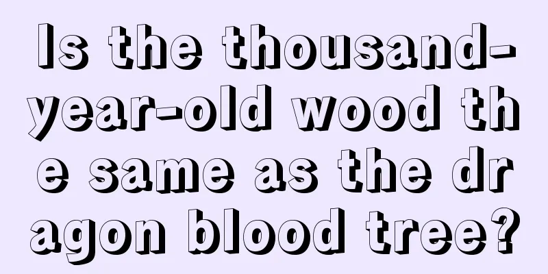 Is the thousand-year-old wood the same as the dragon blood tree?