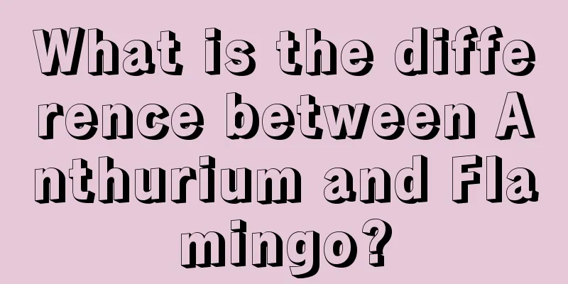 What is the difference between Anthurium and Flamingo?