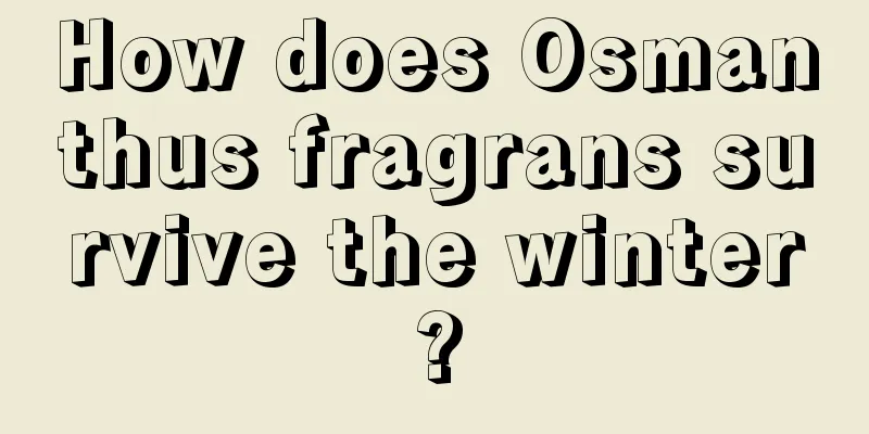 How does Osmanthus fragrans survive the winter?