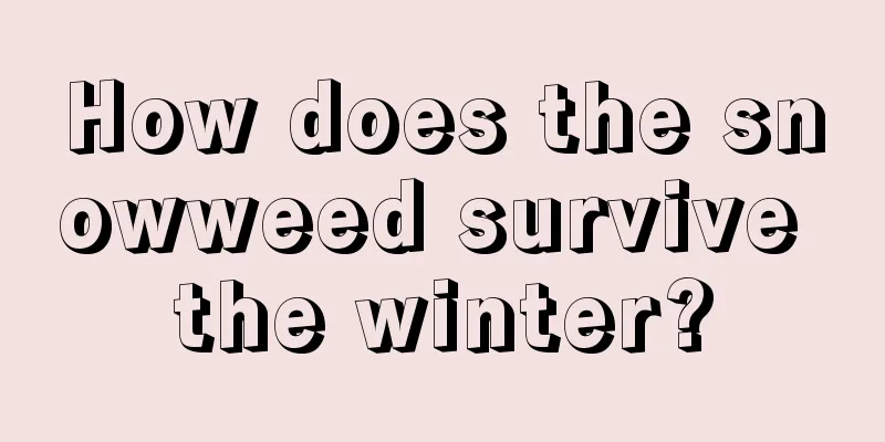 How does the snowweed survive the winter?